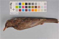 藏品(紅嘴黑鵯)的圖片